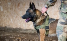 Un chien des commandos marines décoré à titre posthume au Royaume-Uni