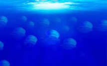 Grands fonds : vingt mille défis sous les mers Grands fonds : vingt mille défis sous les mers