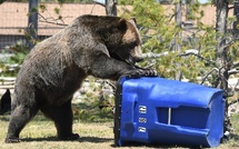 Japon : l'armée au secours des villages – quand les ours deviennent une question de sécurité nationale